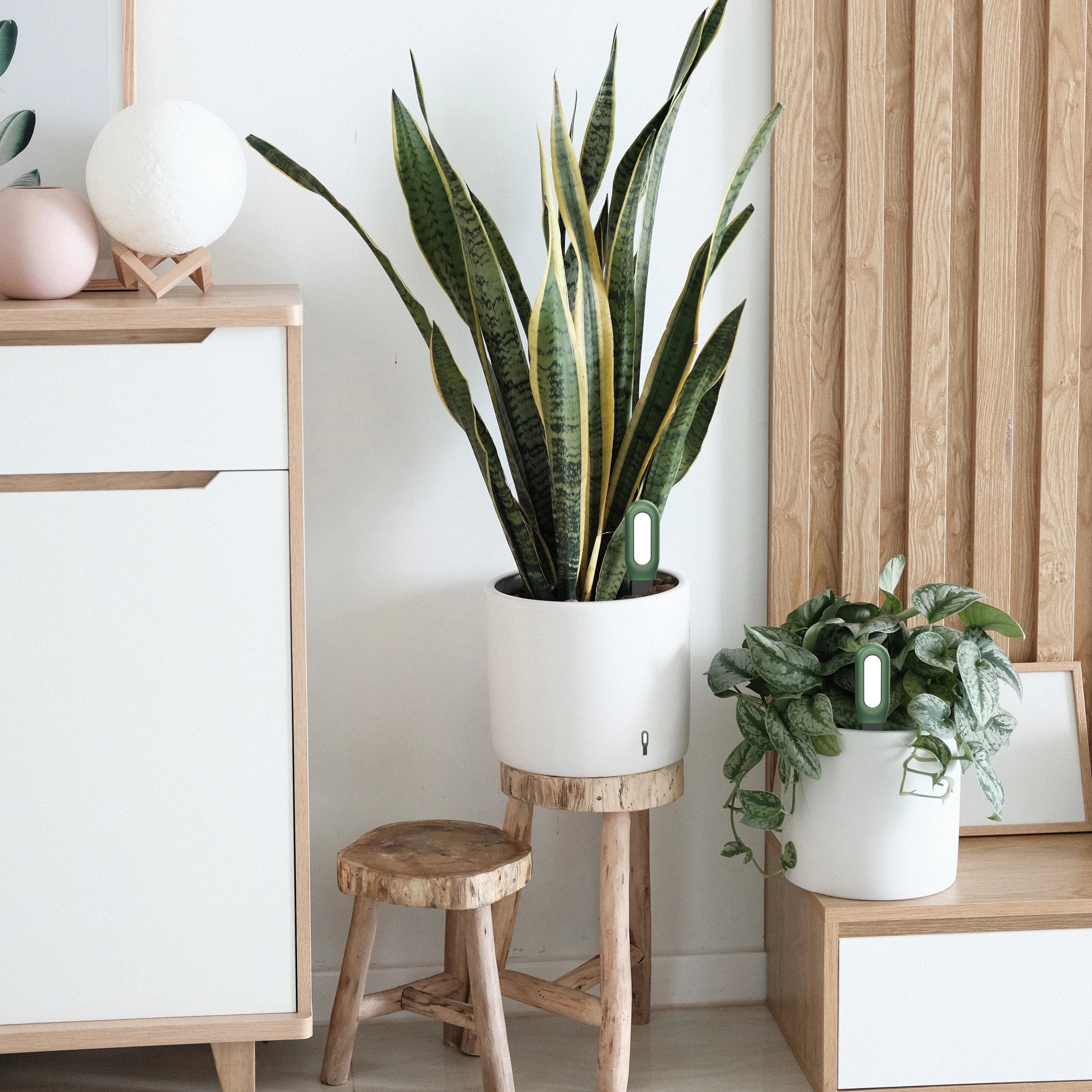 Haozee Tuya Zigbee Smart Soil Sensor – Temperature, Humidity & Moisture Monitor